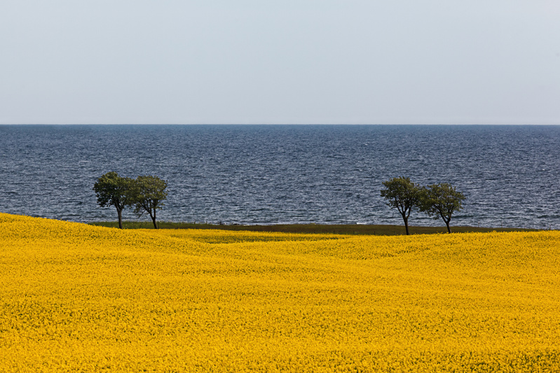 Raps vid havet Simrishamn